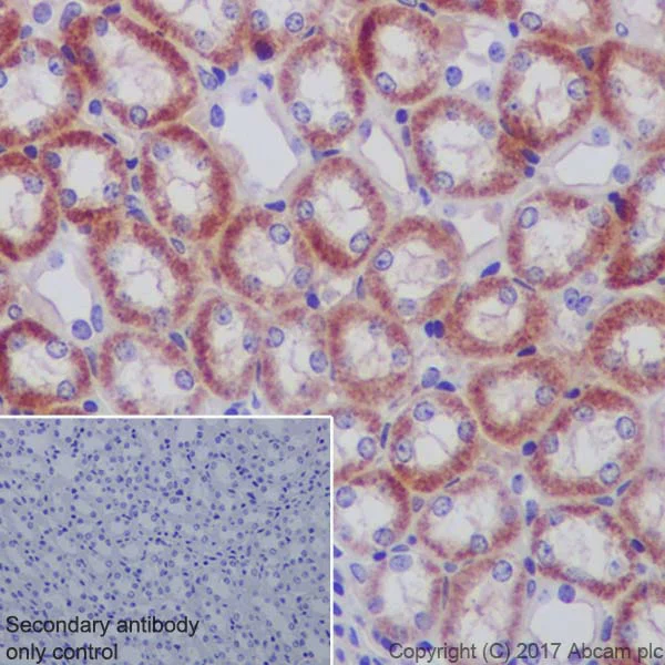 Immunohistochemistry (Formalin/PFA-fixed paraffin-embedded sections) - Anti-Ndufs4 antibody [EP7832] (AB137064)