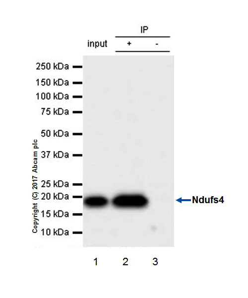 Immunoprecipitation - Anti-Ndufs4 antibody [EP7832] (AB137064)