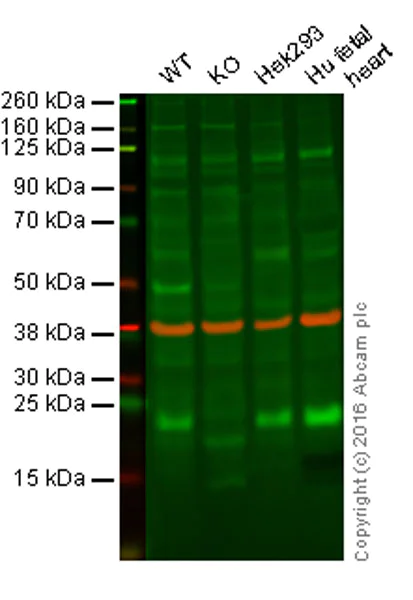 Western blot - Anti-Ndufs4 antibody [EP7832] (AB137064)
