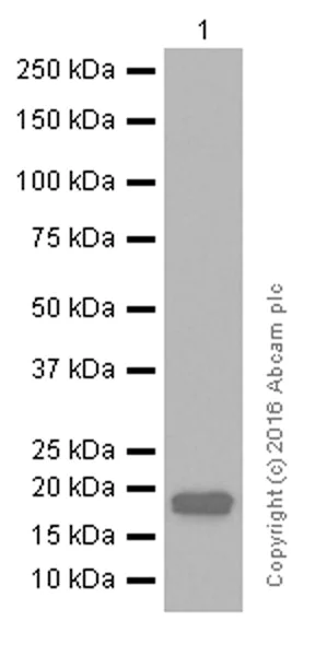 Western blot - Anti-Ndufs4 antibody [EP7832] (AB137064)
