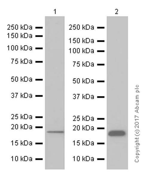 Western blot - Anti-Ndufs4 antibody [EP7832] (AB137064)
