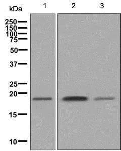 Western blot - Anti-Ndufs4 antibody [EP7832] (AB137064)