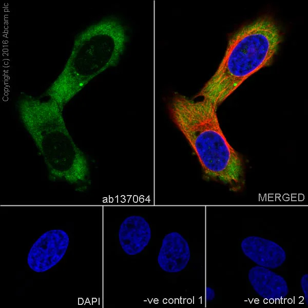 Immunocytochemistry/ Immunofluorescence - Anti-Ndufs4 antibody [EP7832] - BSA and Azide free (AB232337)
