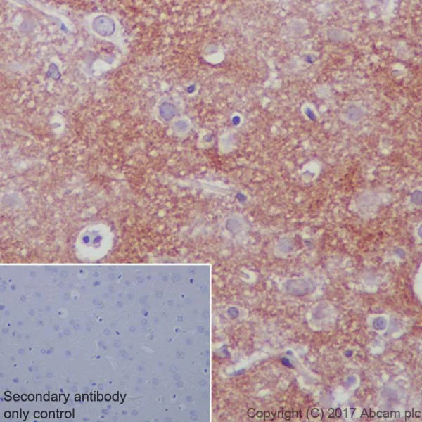 Immunohistochemistry (Formalin/PFA-fixed paraffin-embedded sections) - Anti-Ndufs4 antibody [EP7832] - BSA and Azide free (AB232337)