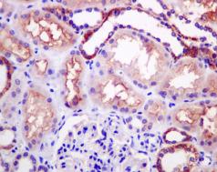 Immunohistochemistry (Formalin/PFA-fixed paraffin-embedded sections) - Anti-Ndufs4 antibody [EPR7831] - BSA and Azide free (AB248861), expandable thumbnail