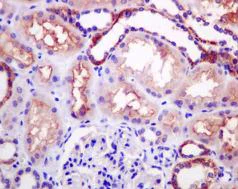 Immunohistochemistry (Formalin/PFA-fixed paraffin-embedded sections) - Anti-Ndufs4 antibody [EPR7831] - BSA and Azide free (AB248861)