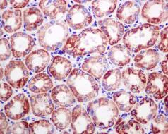 Immunohistochemistry (Formalin/PFA-fixed paraffin-embedded sections) - Anti-Ndufs4 antibody [EPR7831] - BSA and Azide free (AB248861)