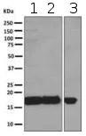 Western blot - Anti-Ndufs4 antibody [EPR7831] - BSA and Azide free (AB248861)