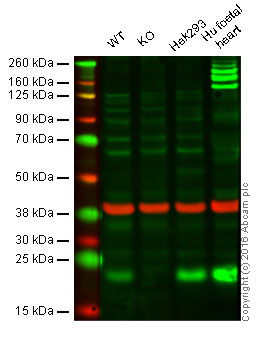 Western blot - Anti-Ndufs4 antibody [EPR7831] - BSA and Azide free (AB248861), expandable thumbnail