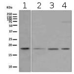 Western blot - Anti-Ndufs4 antibody [EPR7831] - BSA and Azide free (AB248861), expandable thumbnail