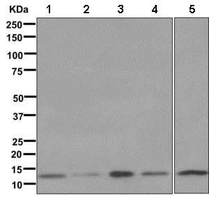 Western blot - Anti-NDUFS5 antibody [EPR12291] - BSA and Azide free (AB250112)