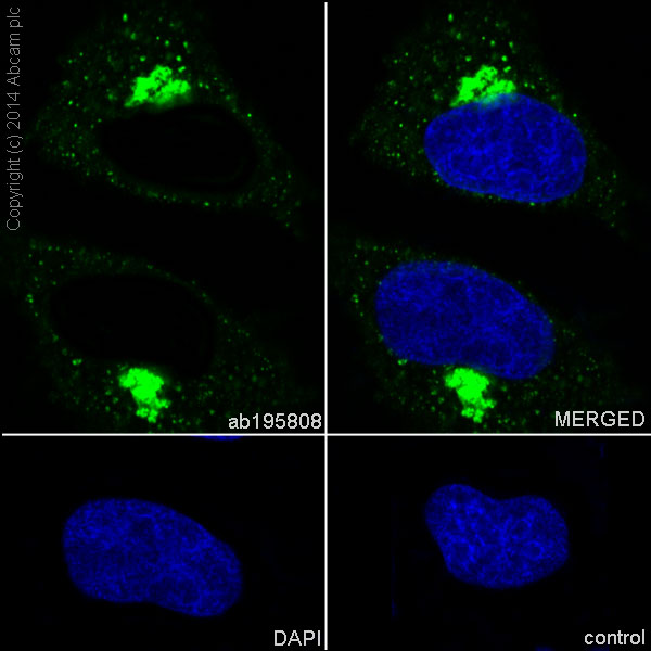 Immunocytochemistry/ Immunofluorescence - Anti-NDUFS6 antibody [EPR15957-37] (AB195808)