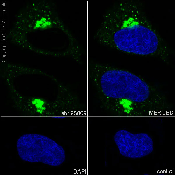 Immunocytochemistry/ Immunofluorescence - Anti-NDUFS6 antibody [EPR15957-37] (AB195808)
