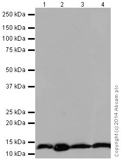 Western blot - Anti-NDUFS6 antibody [EPR15957-37] (AB195808)