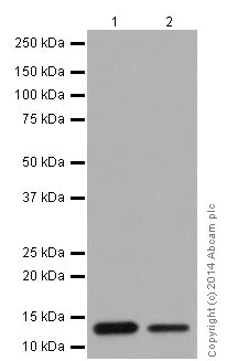 Western blot - Anti-NDUFS6 antibody [EPR15957-37] (AB195808)