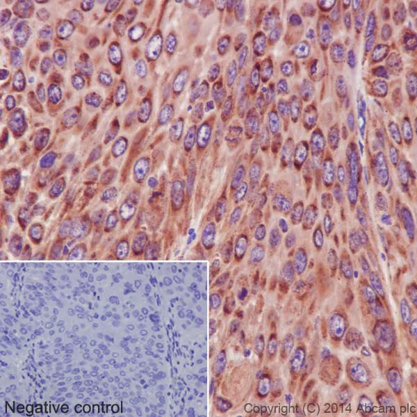 Immunohistochemistry (Formalin/PFA-fixed paraffin-embedded sections) - Anti-NDUFS6 antibody [EPR15957-37] - BSA and Azide free (AB251211)