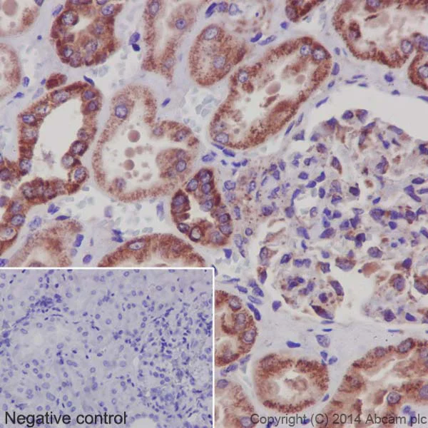 Immunohistochemistry (Formalin/PFA-fixed paraffin-embedded sections) - Anti-NDUFS6 antibody [EPR15957-37] - BSA and Azide free (AB251211)