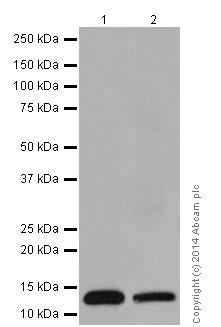 Western blot - Anti-NDUFS6 antibody [EPR15957-37] - BSA and Azide free (ab251211), expandable thumbnail