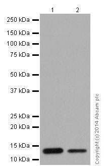 Western blot - Anti-NDUFS6 antibody [EPR15957-37] - BSA and Azide free (ab251211), expandable thumbnail