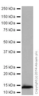 Western blot - Anti-NDUFS6 antibody [EPR15957-37] - BSA and Azide free (AB251211)