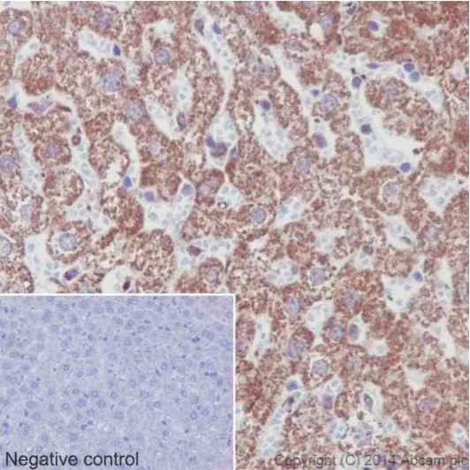 Immunohistochemistry (Formalin/PFA-fixed paraffin-embedded sections) - Anti-NDUFS6 antibody [EPR15957] (AB195807)