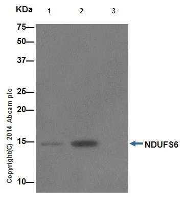 Immunoprecipitation - Anti-NDUFS6 antibody [EPR15957] (AB195807)