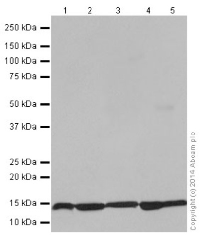 Western blot - Anti-NDUFS6 antibody [EPR15957] (AB195807), expandable thumbnail