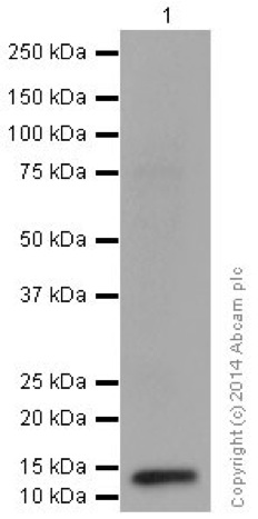 Western blot - Anti-NDUFS6 antibody [EPR15957] (AB195807), expandable thumbnail