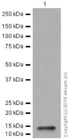 Western blot - Anti-NDUFS6 antibody [EPR15957] (AB195807), expandable thumbnail