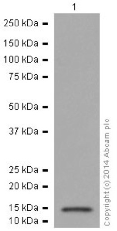 Western blot - Anti-NDUFS6 antibody [EPR15957] (AB195807), expandable thumbnail