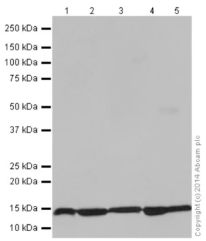 Western blot - Anti-NDUFS6 antibody [EPR15957] - BSA and Azide free (AB251210)