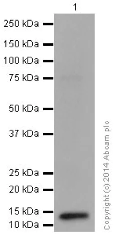 Western blot - Anti-NDUFS6 antibody [EPR15957] - BSA and Azide free (AB251210)