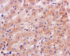 Immunohistochemistry (Formalin/PFA-fixed paraffin-embedded sections) - Anti-NDUFS8 antibody [EPR11892] (AB170936)