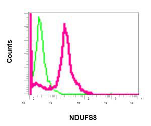 Flow Cytometry (Intracellular) - Anti-NDUFS8 antibody [EPR11892] - BSA and Azide free (AB249605), expandable thumbnail