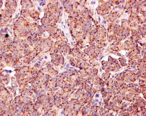 Immunohistochemistry (Formalin/PFA-fixed paraffin-embedded sections) - Anti-NDUFS8 antibody [EPR11892] - BSA and Azide free (AB249605), expandable thumbnail