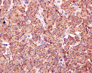 Immunohistochemistry (Formalin/PFA-fixed paraffin-embedded sections) - Anti-NDUFS8 antibody [EPR11892] - BSA and Azide free (AB249605)