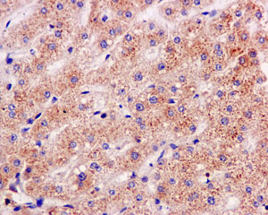 Immunohistochemistry (Formalin/PFA-fixed paraffin-embedded sections) - Anti-NDUFS8 antibody [EPR11892] - BSA and Azide free (AB249605), expandable thumbnail