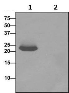 Immunoprecipitation - Anti-NDUFS8 antibody [EPR11892] - BSA and Azide free (AB249605), expandable thumbnail