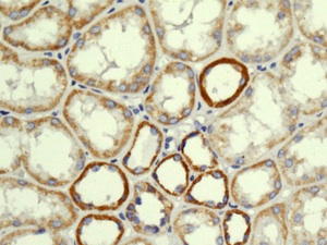 Immunohistochemistry (Formalin/PFA-fixed paraffin-embedded sections) - Anti-NDUFS8 antibody [EPR11893] - BSA and Azide free (AB250185), expandable thumbnail