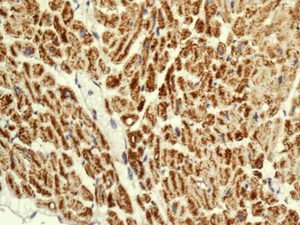 Immunohistochemistry (Formalin/PFA-fixed paraffin-embedded sections) - Anti-NDUFS8 antibody [EPR11893] - BSA and Azide free (AB250185), expandable thumbnail