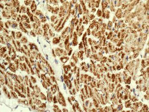 Immunohistochemistry (Formalin/PFA-fixed paraffin-embedded sections) - Anti-NDUFS8 antibody [EPR11893] - BSA and Azide free (AB250185)