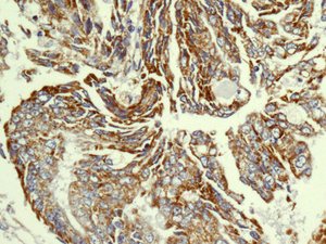 Immunohistochemistry (Formalin/PFA-fixed paraffin-embedded sections) - Anti-NDUFS8 antibody [EPR11893] - BSA and Azide free (AB250185), expandable thumbnail