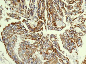 Immunohistochemistry (Formalin/PFA-fixed paraffin-embedded sections) - Anti-NDUFS8 antibody [EPR11893] - BSA and Azide free (AB250185)