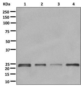 Western blot - Anti-NDUFS8 antibody [EPR11893] - BSA and Azide free (AB250185)