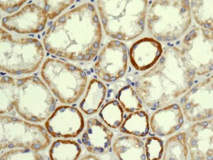 Immunohistochemistry (Formalin/PFA-fixed paraffin-embedded sections) - Anti-NDUFS8 antibody [EPR11893] - C-terminal (AB180183)