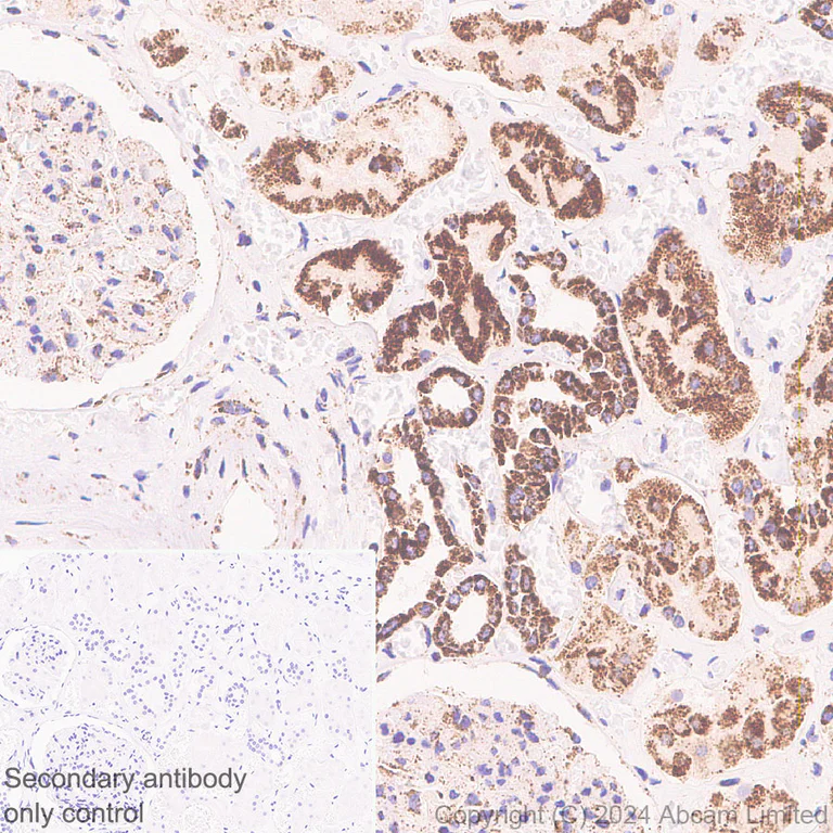 Immunohistochemistry (Formalin/PFA-fixed paraffin-embedded sections) - Anti-NDUFV1 antibody [EPR29179-78] (AB321893)