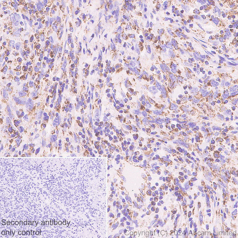 Immunohistochemistry (Formalin/PFA-fixed paraffin-embedded sections) - Anti-NDUFV1 antibody [EPR29179-78] (AB321893)