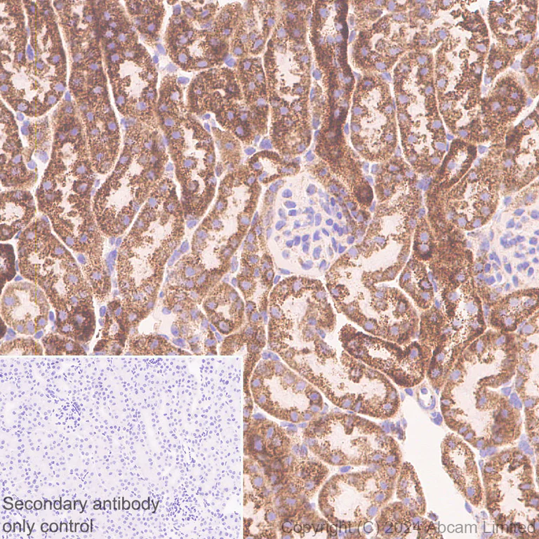 Immunohistochemistry (Formalin/PFA-fixed paraffin-embedded sections) - Anti-NDUFV1 antibody [EPR29179-78] (AB321893)