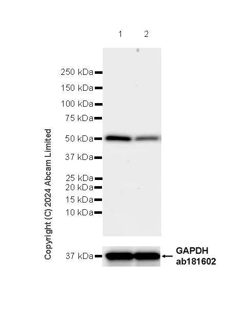Western blot - Anti-NDUFV1 antibody [EPR29179-78] (AB321893)