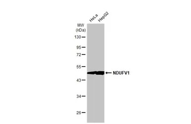 Western blot - Anti-NDUFV1 antibody [HL1600] (AB308175), expandable thumbnail